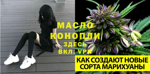 сатива Новодвинск